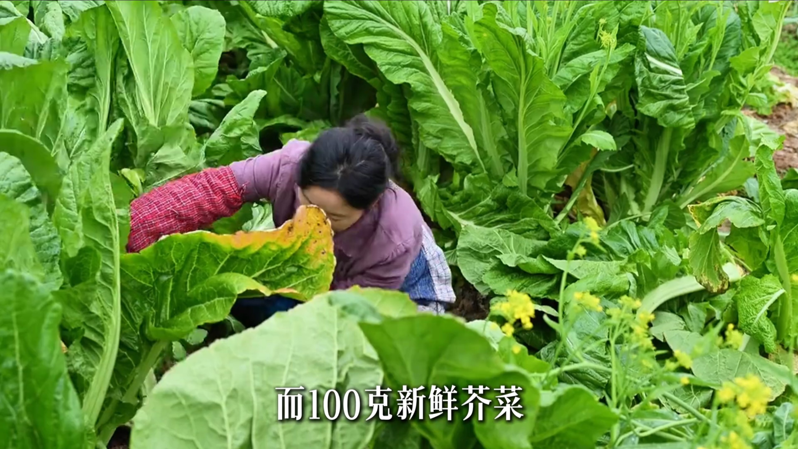 营养价值最高的10大蔬菜